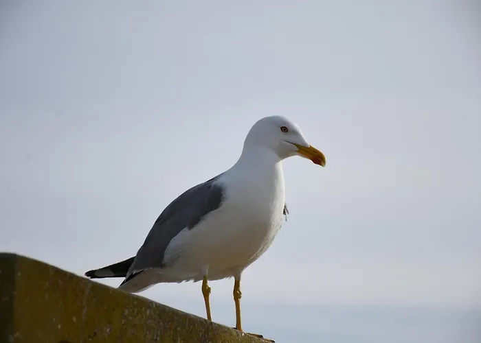 Da Rocha * 波尔蒂芒