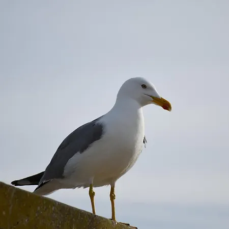 Da Rocha * Portimão